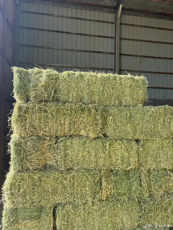 برسيم صافي مخزن مع التوصيل 4