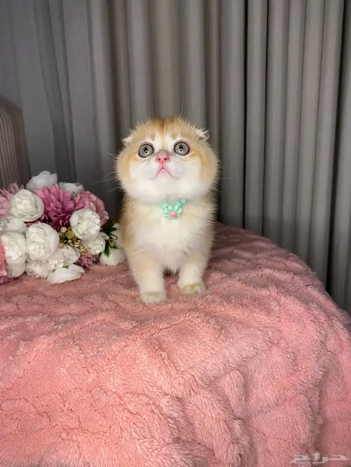 سكوتش تربل فولد واستريت للبيع 8