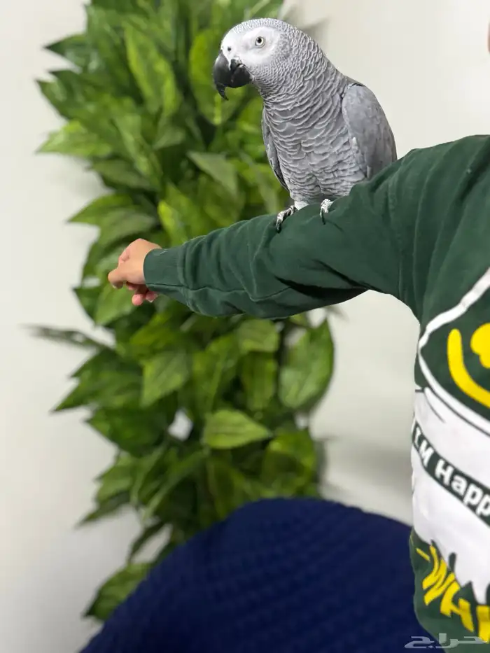 كاسكو أفريقي جامبو أليف وبحر كلام تبارك الرحمن 3