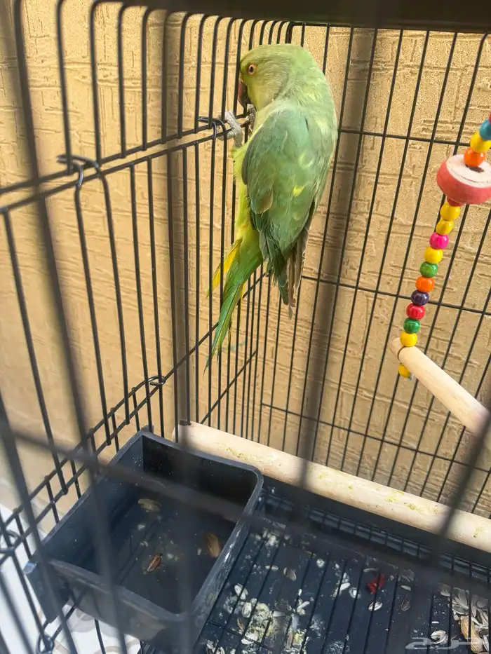 ببغاء الد  رَ ة أو الدَ رَ اء 5