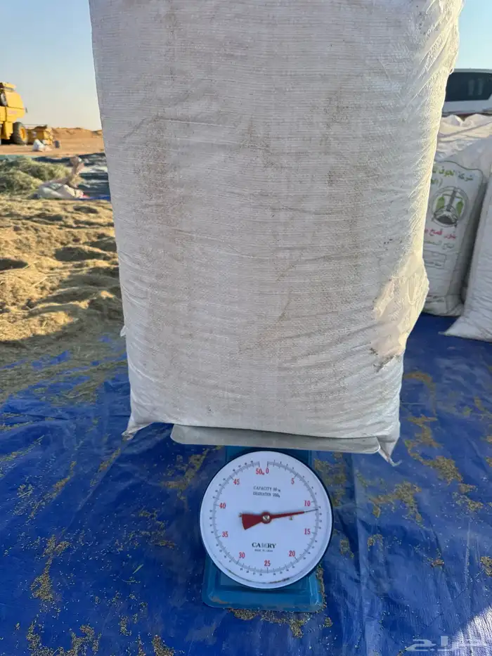 بذور رودس انتاج جديد 1