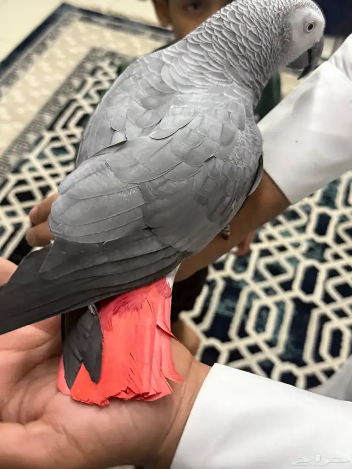 كاسكو أفريقي جامبو أليف وبحر كلام تبارك الرحمن 6