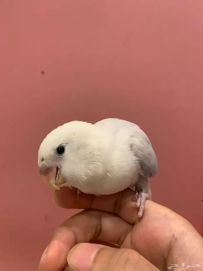 فروخ روز هدد 2