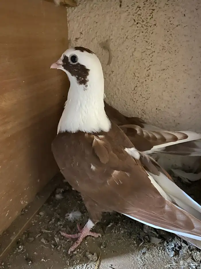 حمام نجفي - لبناني 7