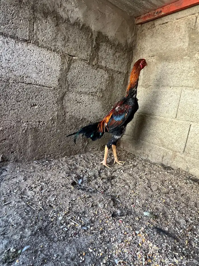 ديك شامو ياباني 0