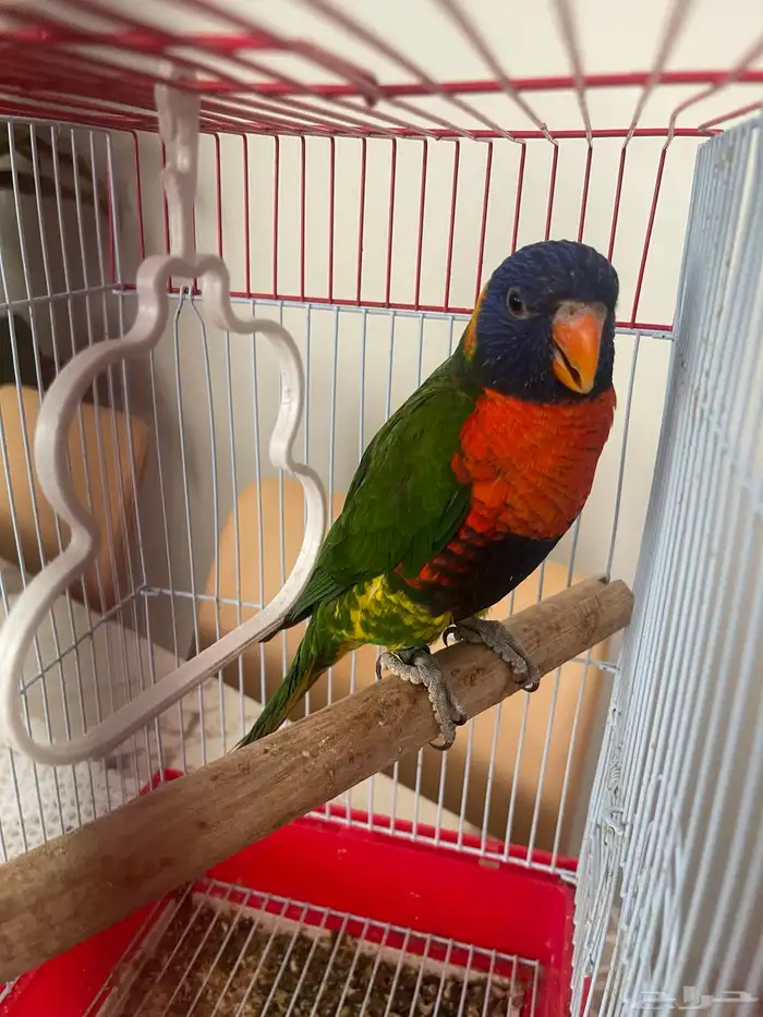 لوري سوانسن 1