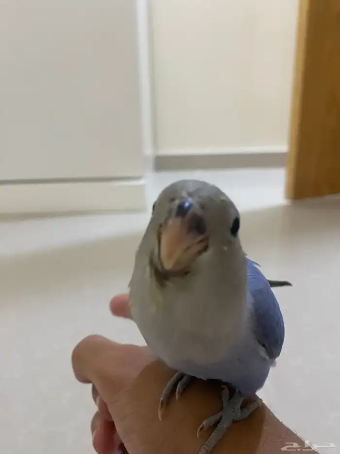 طير روز فرخ 1