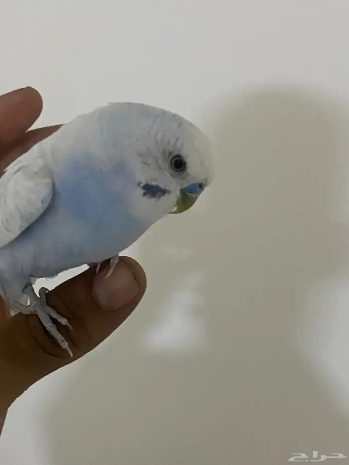 بلبول تغريد عصفور الحب ذكر روز انثي كروان 3 حبات 1