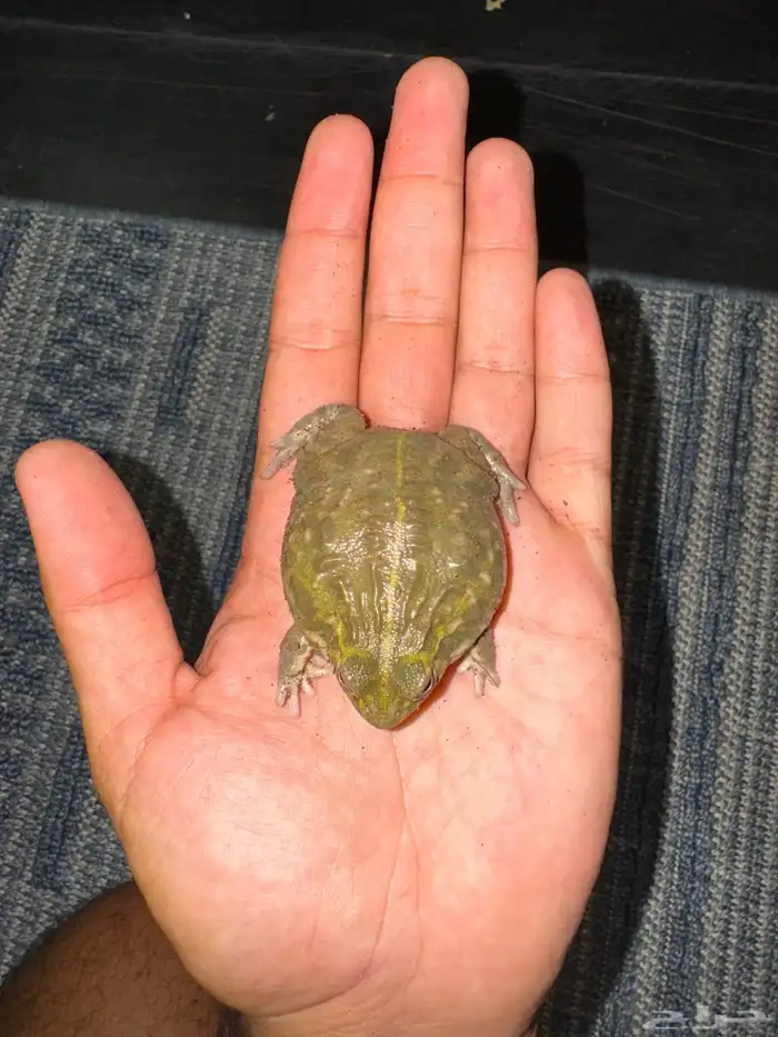 ضفدع البول فروق اكبر الضفادع فالعالم  يوجد زواحف اخرى 1