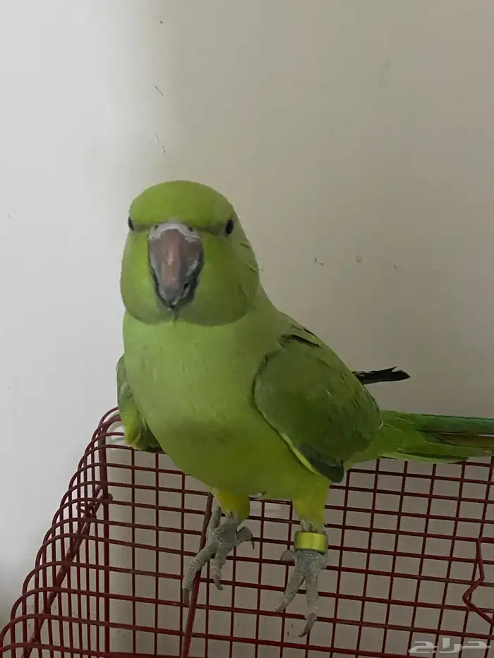 بلبول تغريد عصفور الحب ذكر روز انثي كروان 3 حبات 3