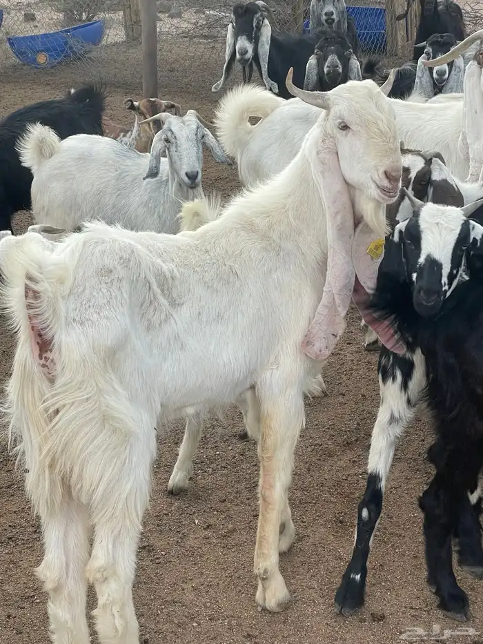 عشيرة شمال الطايف 1