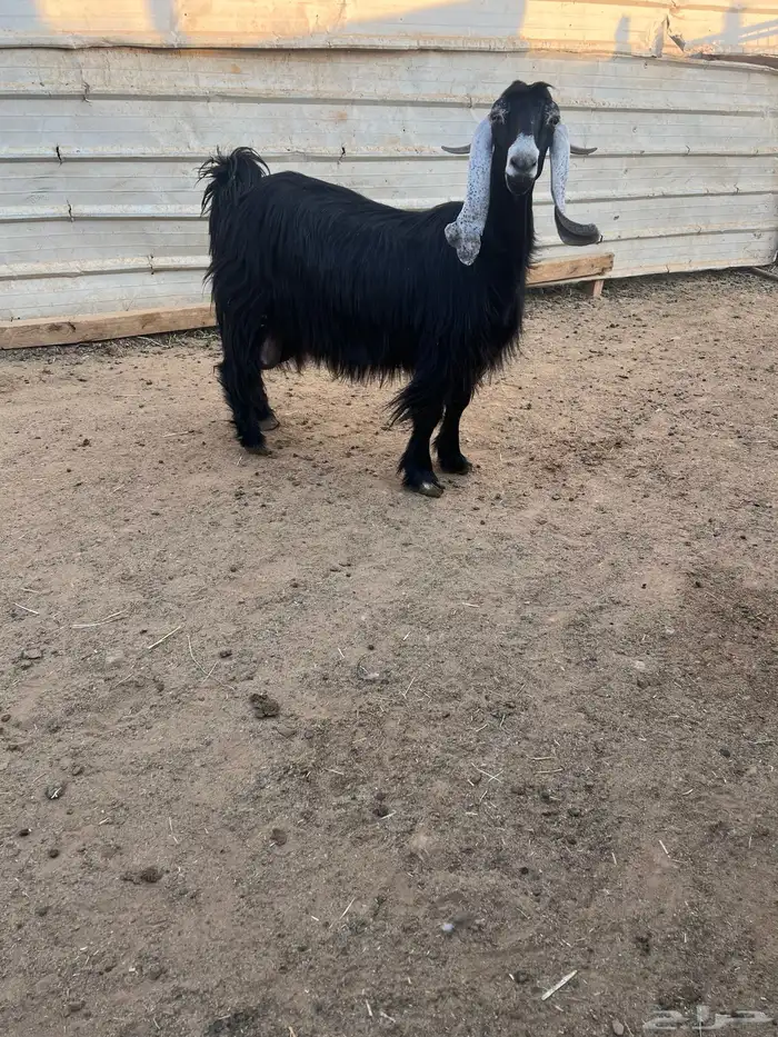 عنز عارضيه معها ثلاثه 3