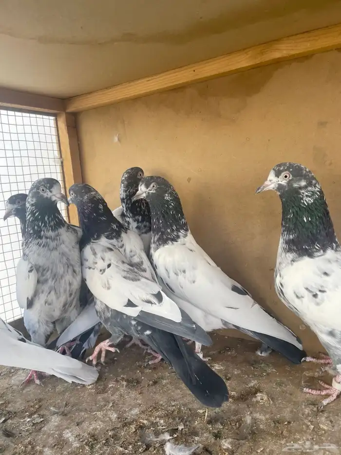 حمام باكستاني 6