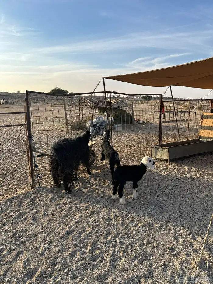 عنز تحتها جفره ومعها رخل داغور 0