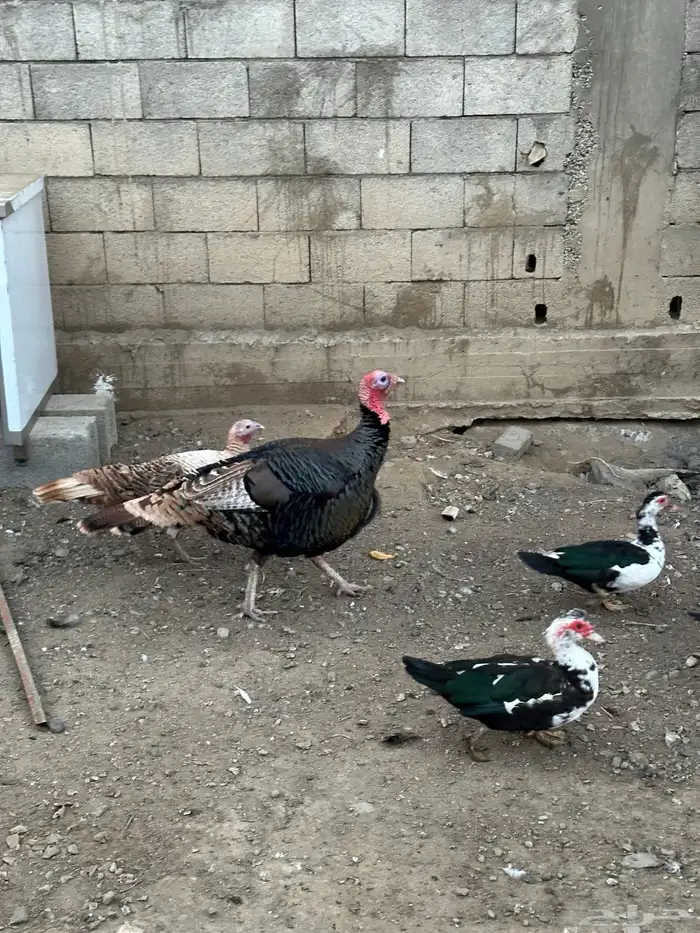 زوج رومي والإنتاج تبعهم 4