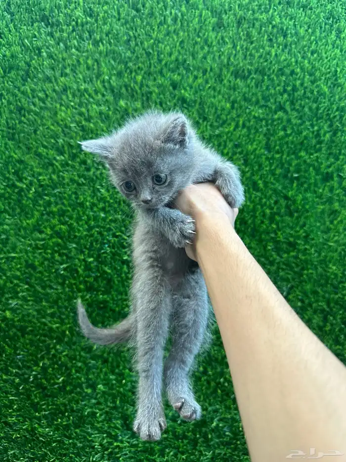 قطط سكوتش للبيع 6