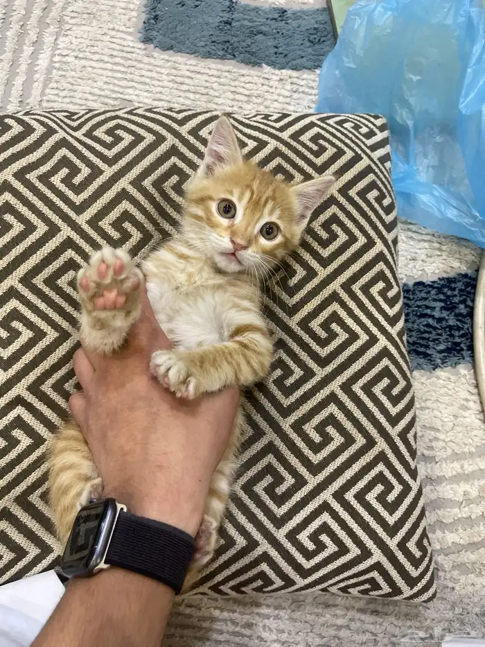 قطو لتبني لعوب ومطعم ومعه أكله ولنش بوكس 0