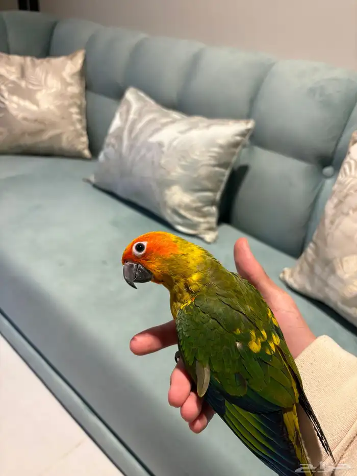 فرخ صن كنيور نهاية غر 1