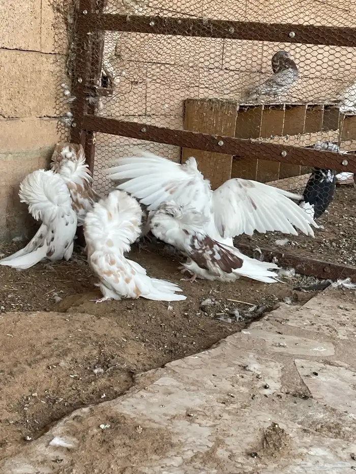 حمام زينه جاكوبين بو فوطه 6