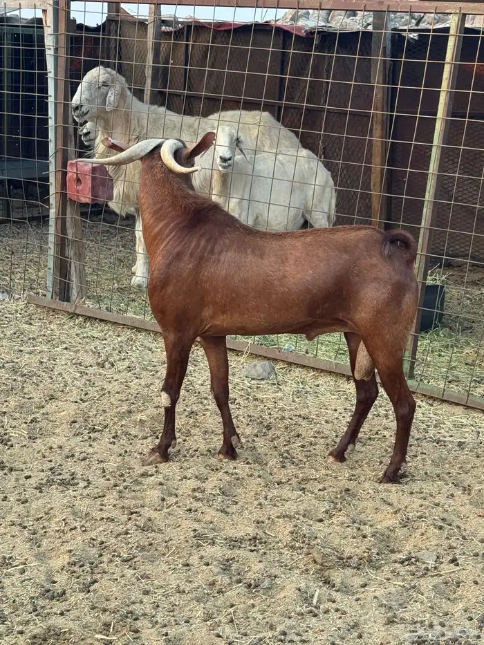 فحل محايلي ادهم 4