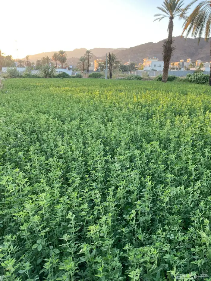 برسيم قضب على الشرط 0