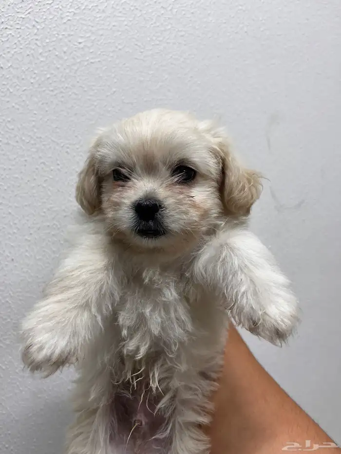 كلب مالتيز للتبني 3