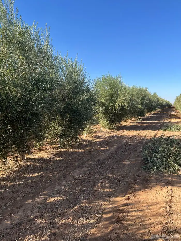 اشجار زيتون مثمر 9