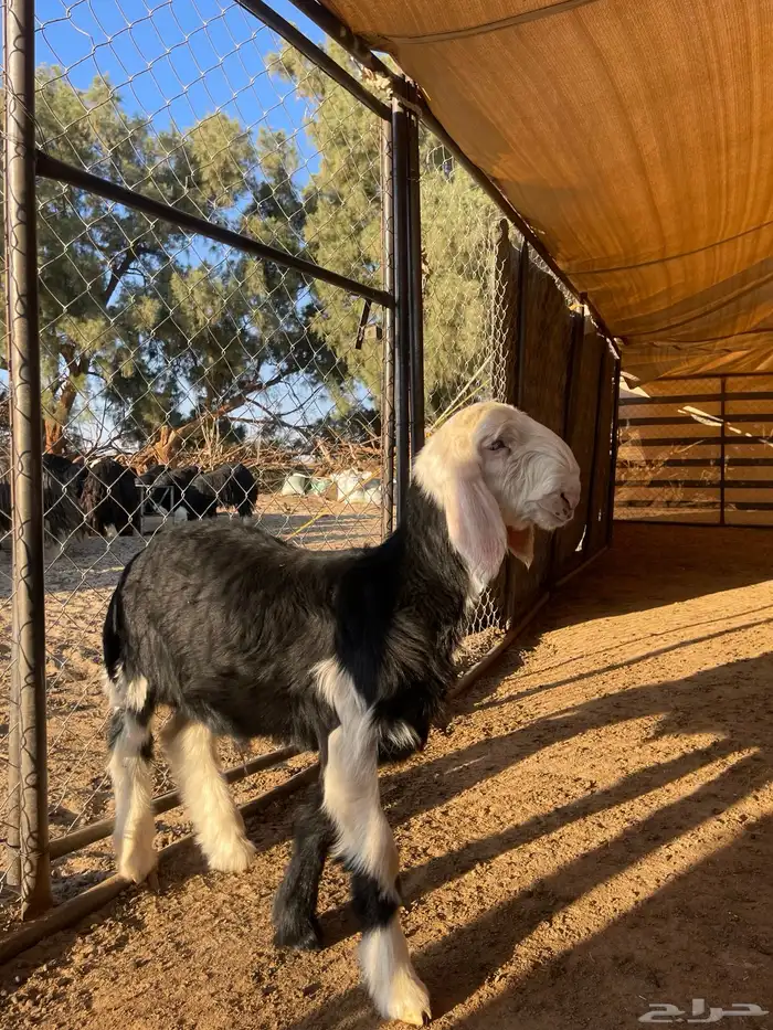 مشاريع فحول نجد 3