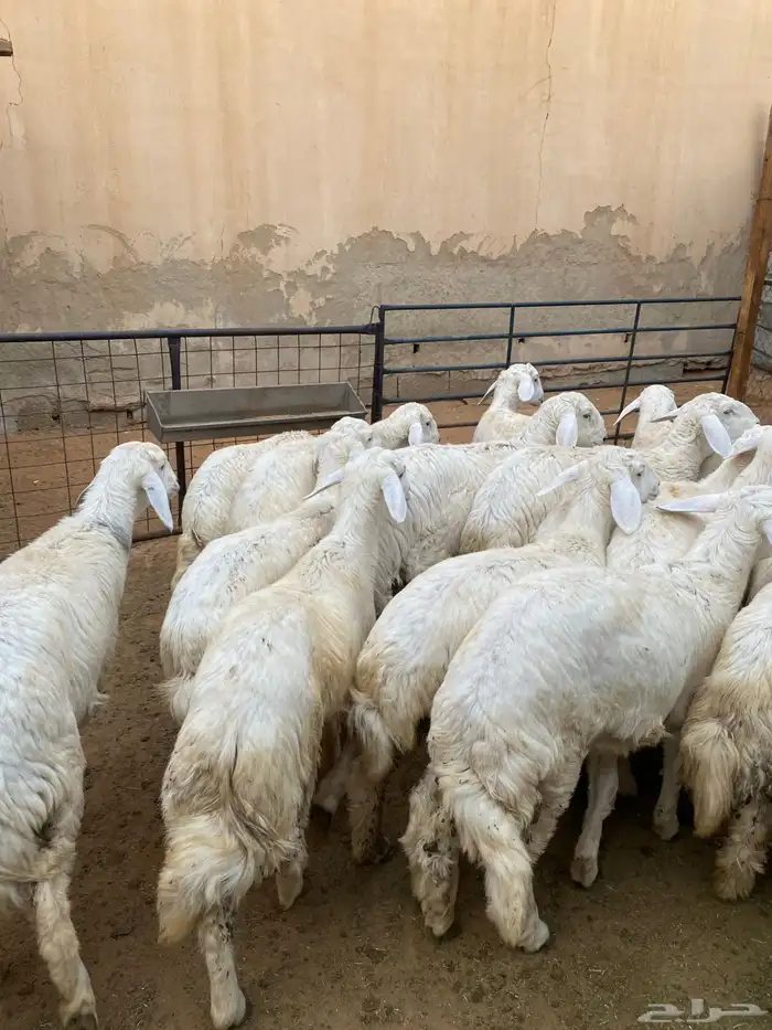 بهم حريات فاخرة 7