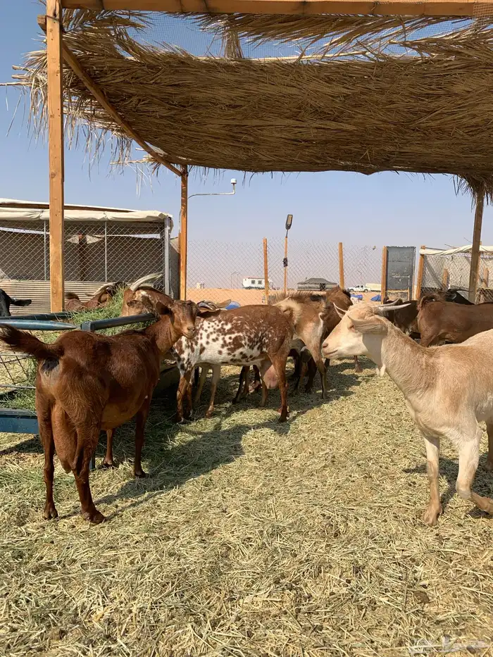 ماعز جنوبي منوة القاني 6