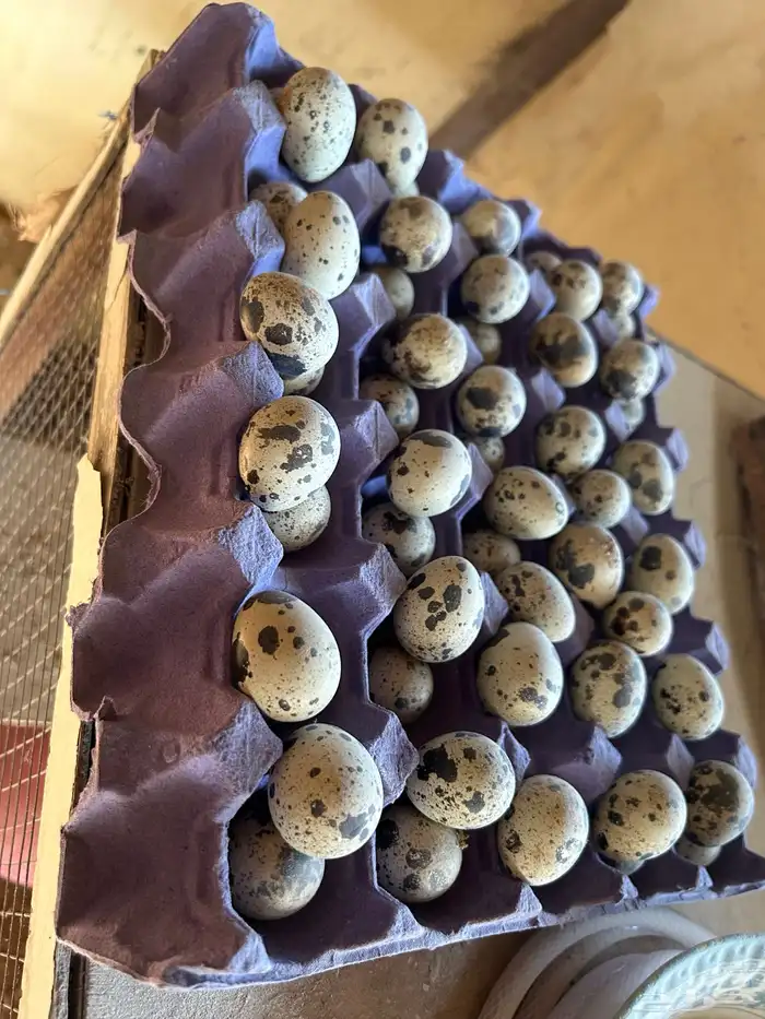 بيض سمان تكساس 1