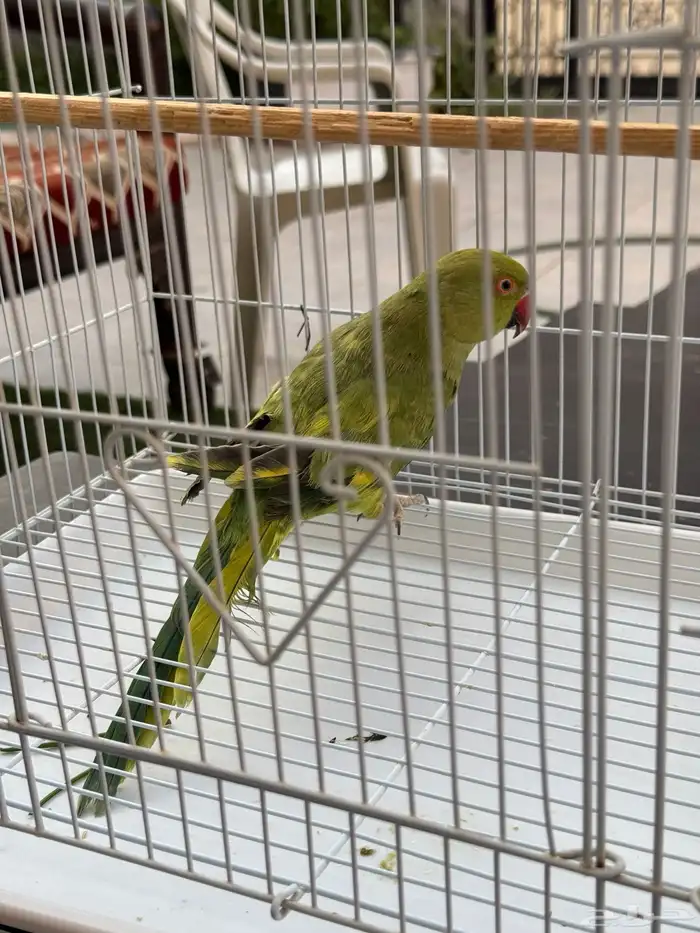 دره انثى للبيع 0