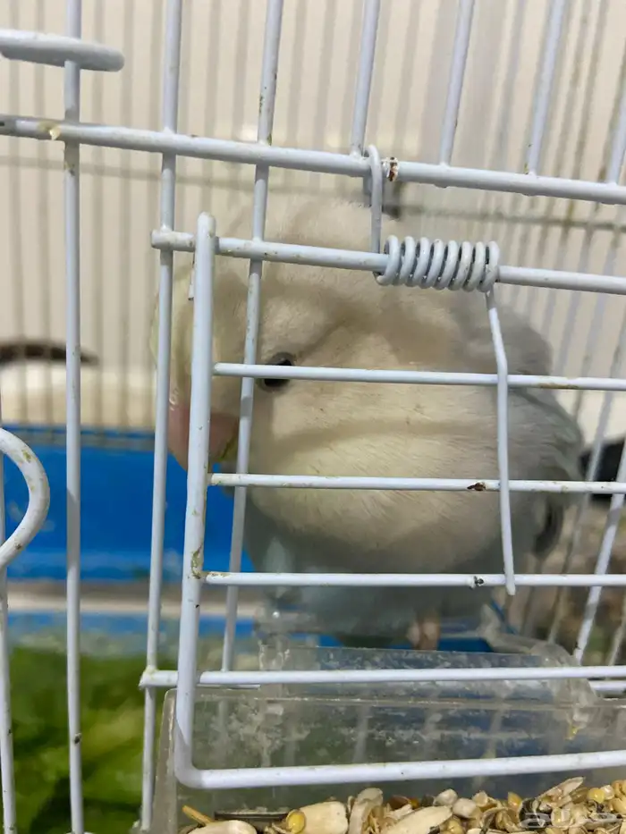 طير روز انتاج 1