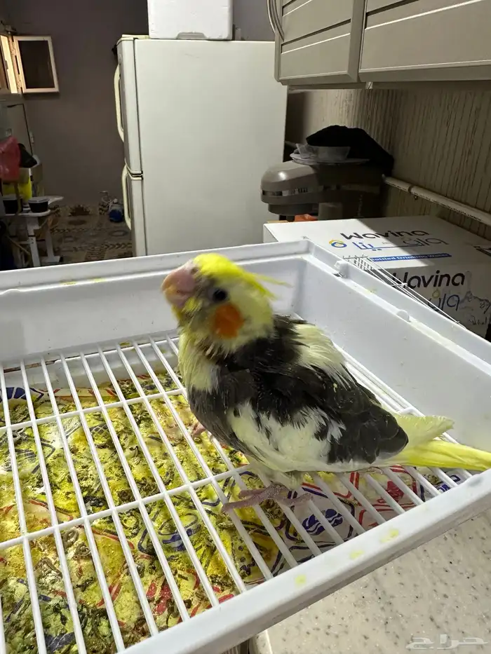 كروان يقبل الغر 2