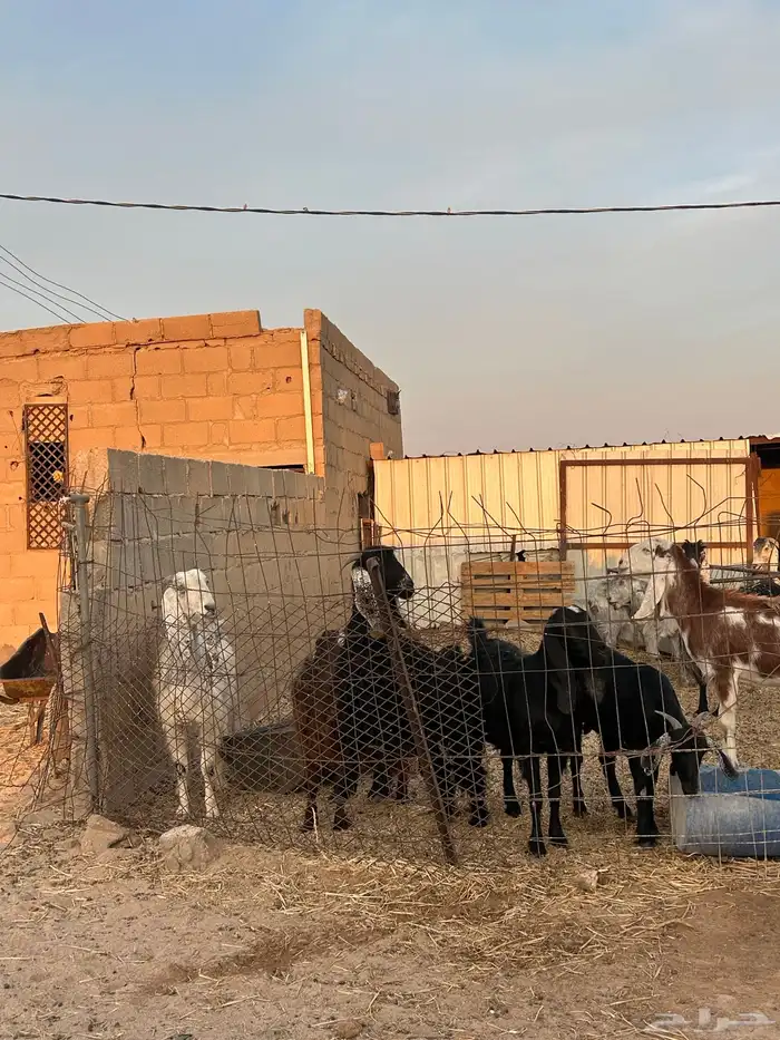 معزاء مضاريع للبيع 2