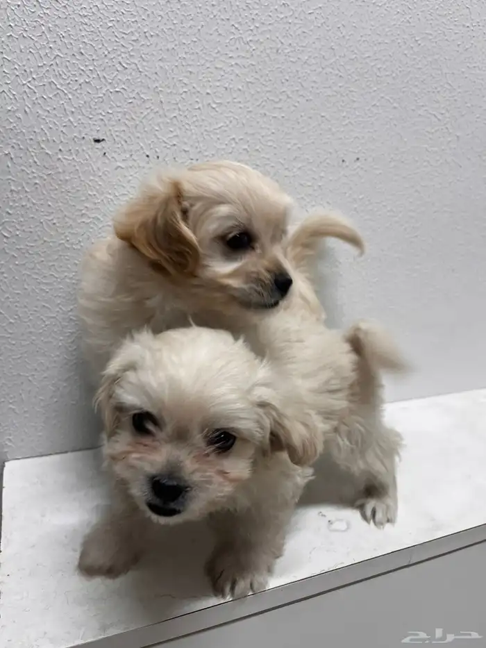 كلب مالتيز للتبني 0