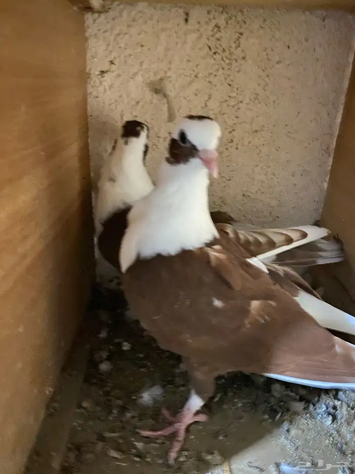 حمام نجفي - لبناني 8