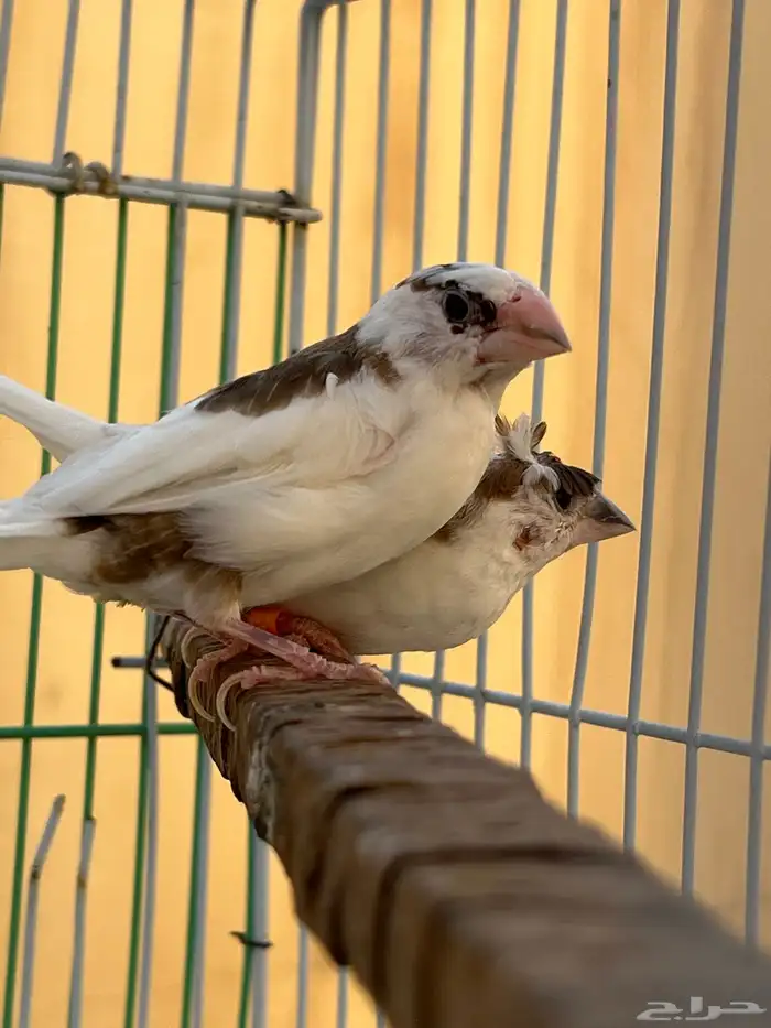 طيور جوز زيبرا بنقالي للبيع 0