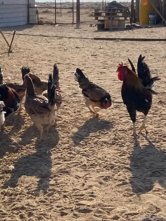 دجاج بلدي للبيع 16
