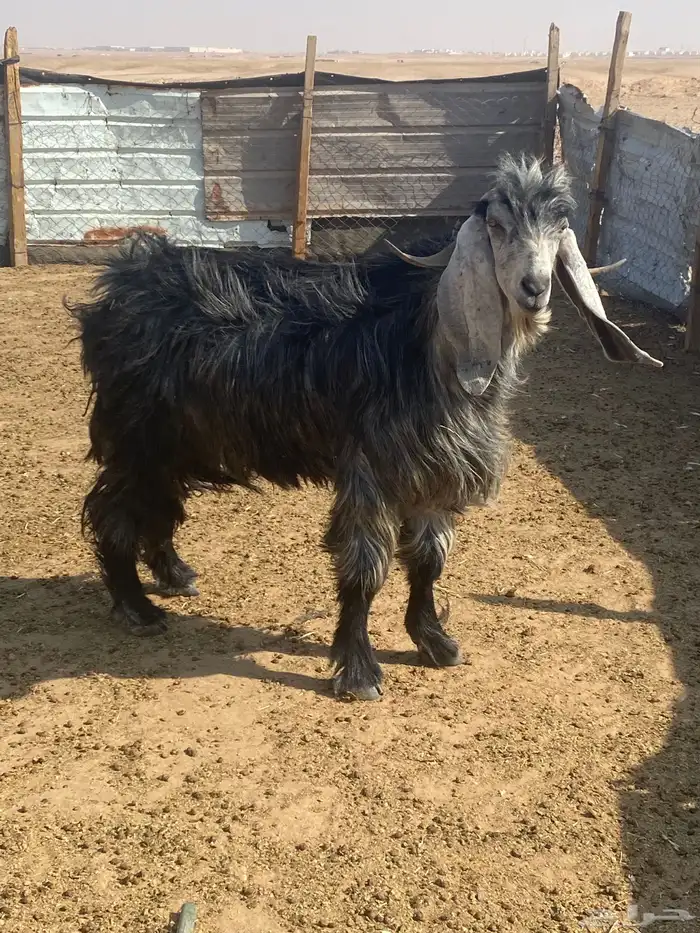 تيس فحل سدس شبب 0