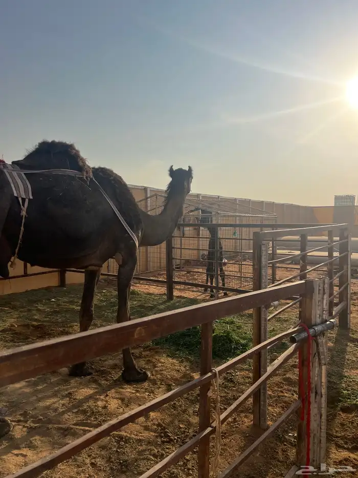 خلفه مجهم طيبه 0