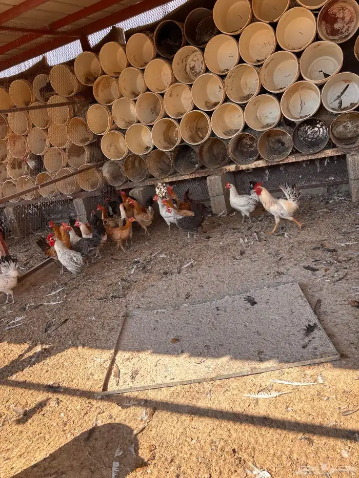 دجاج و بيض مخصب 5