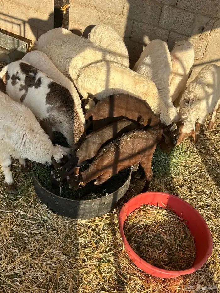 تيوس جنوبية 2