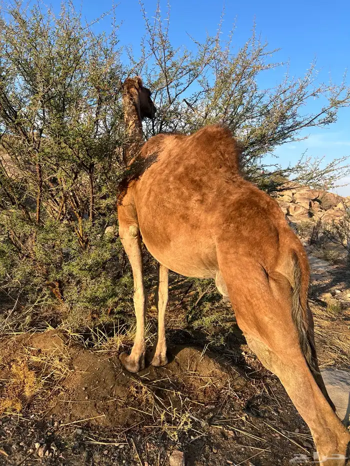 ناقه حمراء ( ملاقي ) للبيع 4