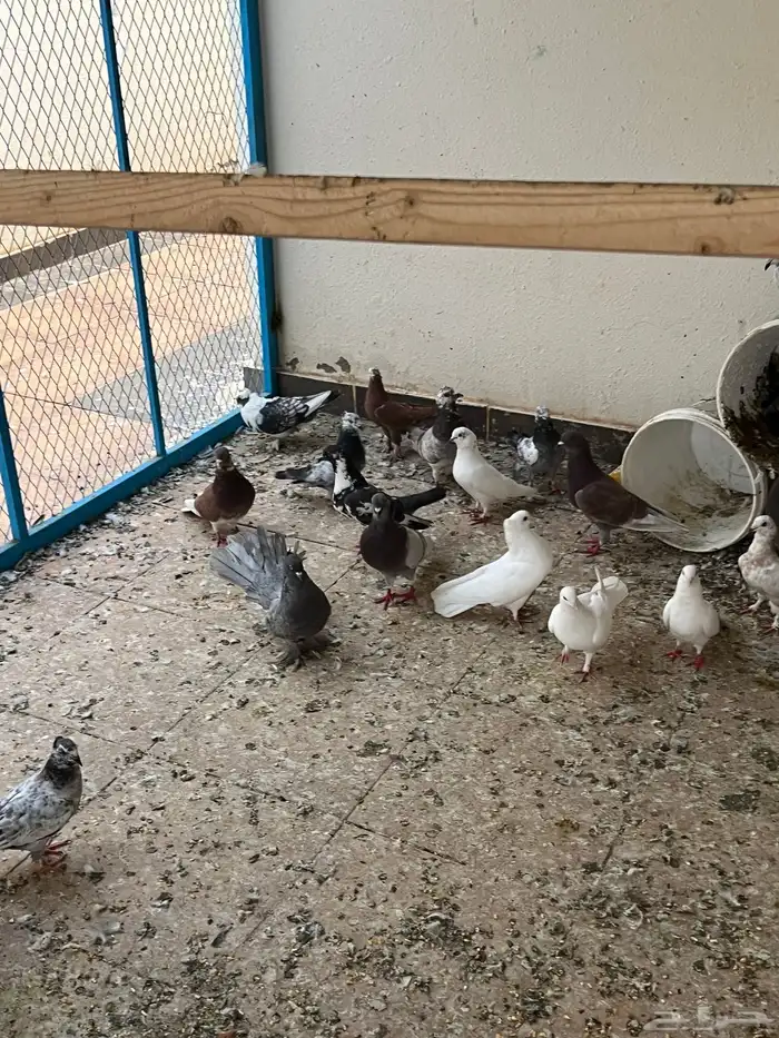 عشة حمام كامله للبيع 5