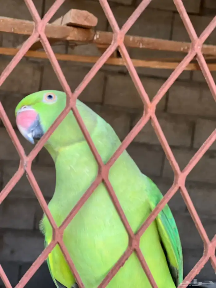 للبيع زوج درة ذكر و انثى 2