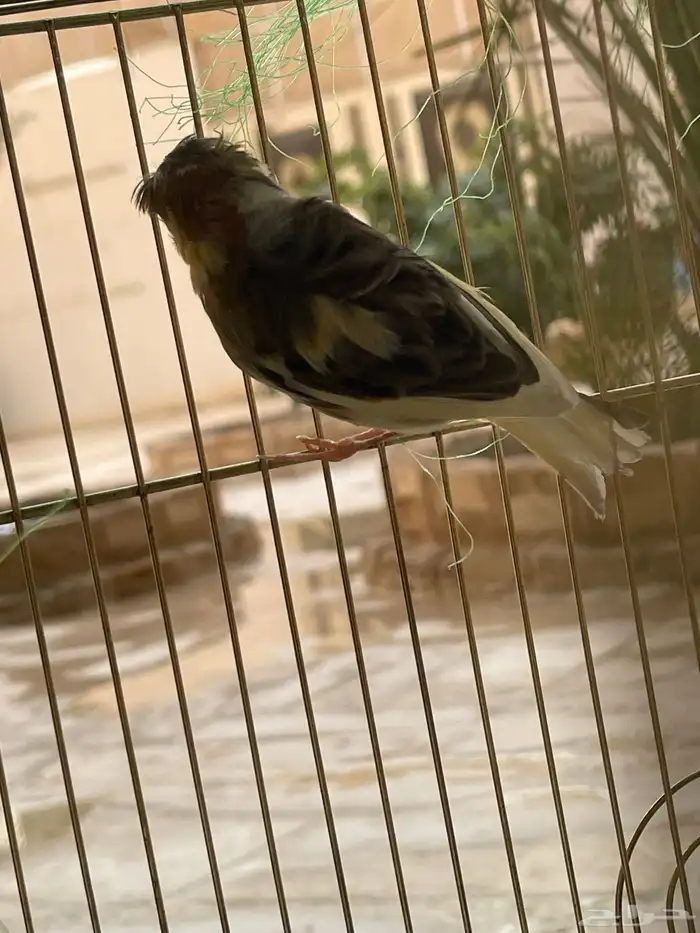 كناري سوري 2