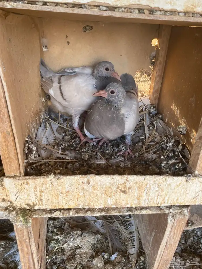 مشروع حمام منتج 14