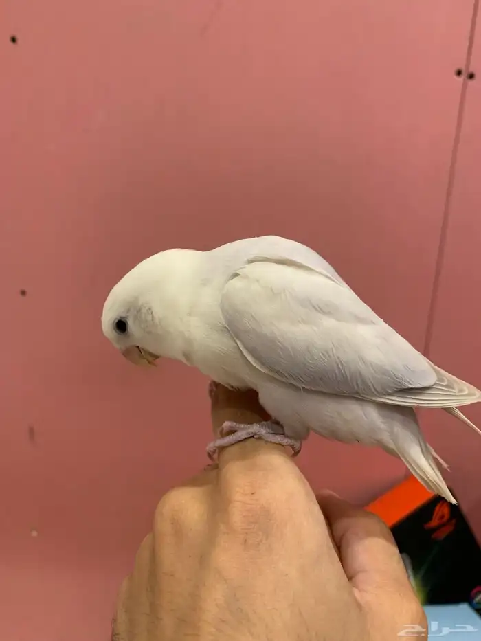 فروخ روز هدد 6