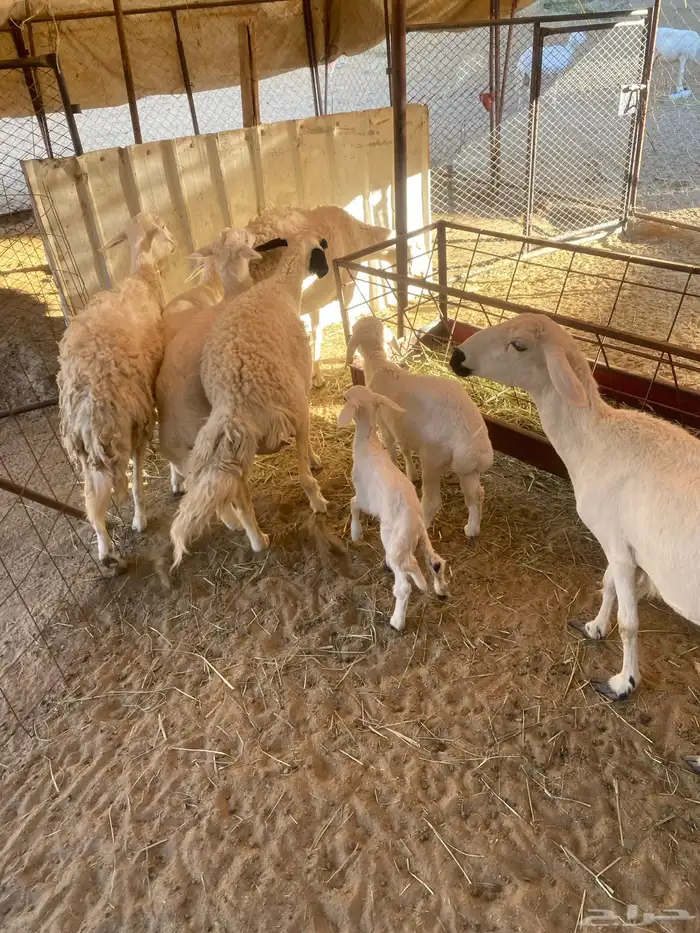 ضان متابيع 1